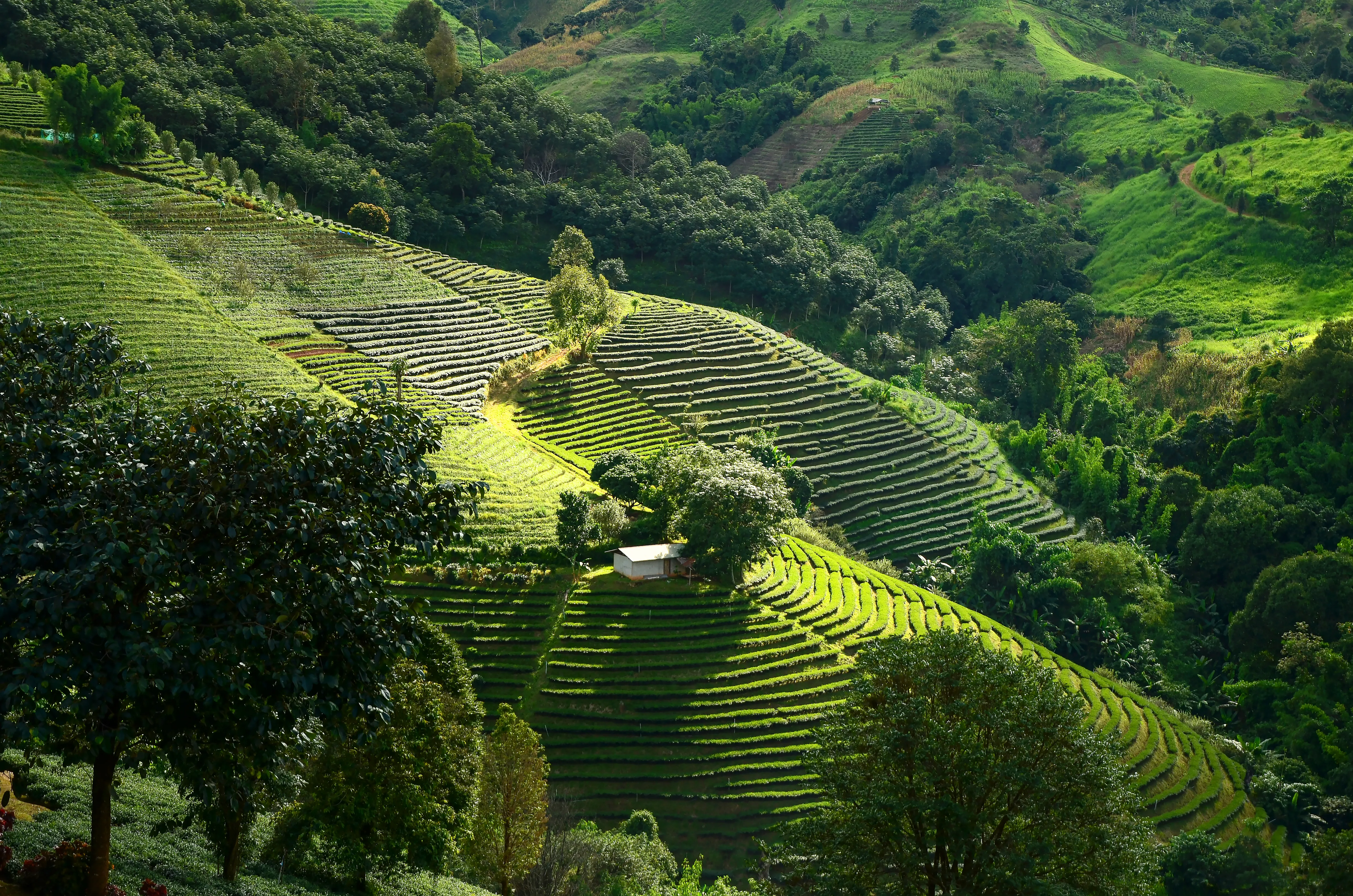 Explore Chiang Rai